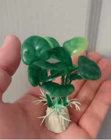 Clover Plants