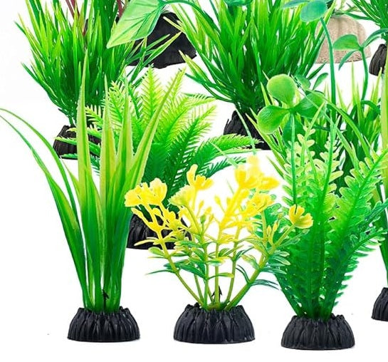 Assorted Fern Plants