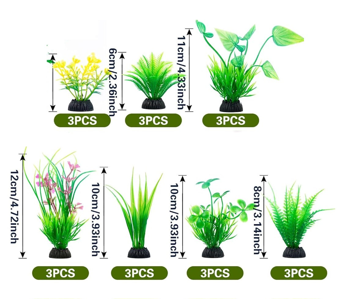 Assorted Fern Plants